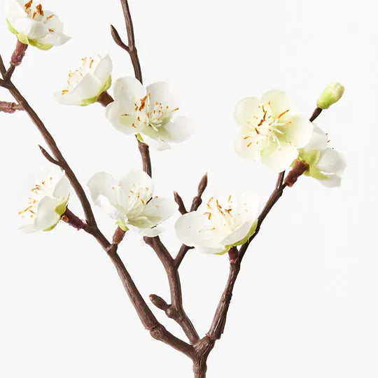 Blossom Plum - White 50cm - Product Image